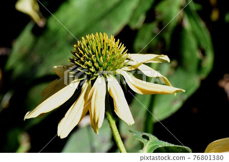 三鷹中原盛開的黃色紫錐菊花 76801380