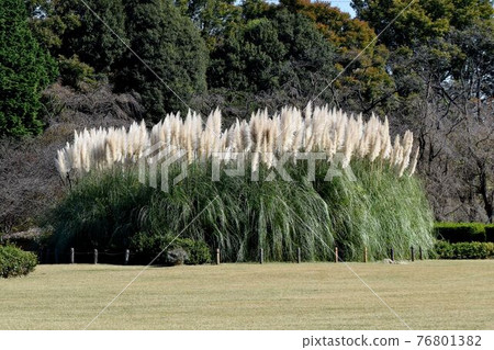 Pampas grass that becomes a botanical garden in Jindaiji Motomachi, Chofu City Pampas grass that becomes a botanical garden in Jindaiji Motomachi, Chofu City 76801382