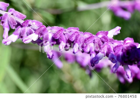 三鷹中原盛開的紫色紫水晶鼠尾草 76801458