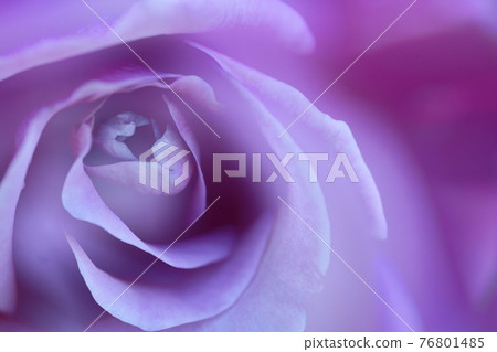 花的女王 76801485