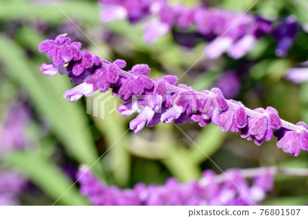 Purple amethyst sage flowers blooming in Mitaka Nakahara 76801507