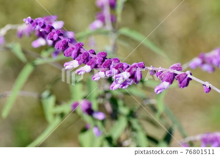 Purple amethyst sage flowers blooming in Mitaka Nakahara 76801511