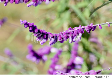 三鷹中原盛開的紫色紫水晶鼠尾草 76801516