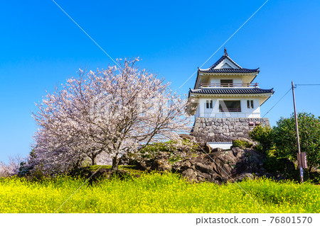 Takezaki Castle Ruins Observatory Rape blossoms and cherry blossoms [Tara Town, Fujitsu District, Saga Prefecture] 76801570