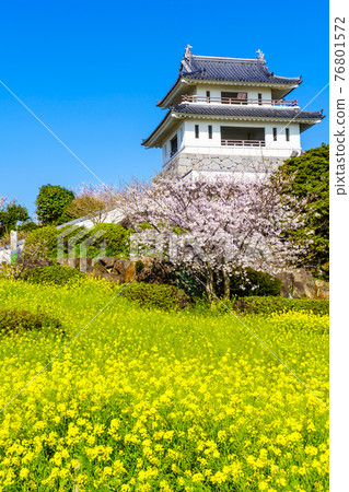 Takezaki Castle Ruins Observatory Rape blossoms and cherry blossoms [Tara Town, Fujitsu District, Saga Prefecture] 76801572