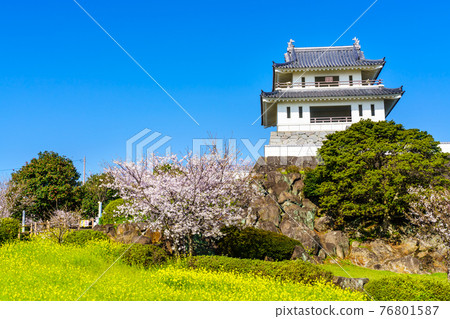 竹崎城跡展望台 油菜花和櫻花【佐賀縣富士通區多良町】 76801587