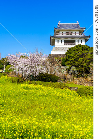 竹崎城跡展望台 油菜花和櫻花【佐賀縣富士通區多良町】 76801589