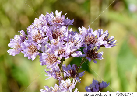 調布市神大寺元町植物園內盛開的淡紫色錫安花 76801774