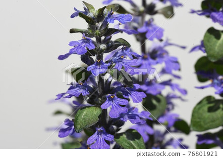 Ajuga (Ajuga decumbens) 花 Ajuga (Ajuga decumbens) 花 76801921