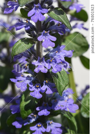 Ajuga (Ajuga decumbens) flower 76801923