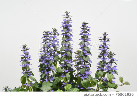 Ajuga (Ajuga decumbens) 花 Ajuga (Ajuga decumbens) 花 76801926
