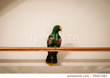 Prague Hotel Parrot Waiting for Customers Prague Hotel Parrot Waiting for Customers 76801963