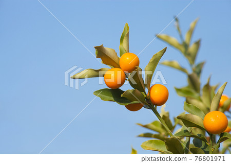 Kumquat on a blue sky background Kumquat on a blue sky background 76801971