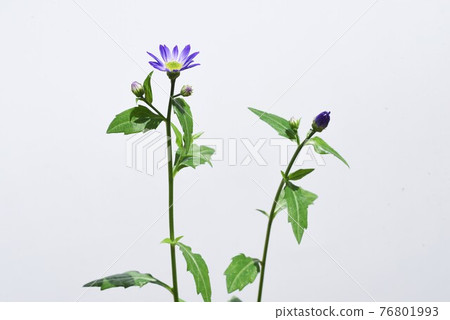 紫菀 savatier 花，白色背景 76801993
