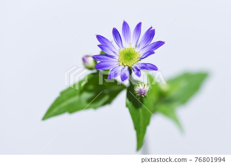 紫菀 savatier 花，白色背景 76801994