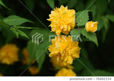 Yamabuki of Yaesaki Yamabuki of Yaesaki 76802154