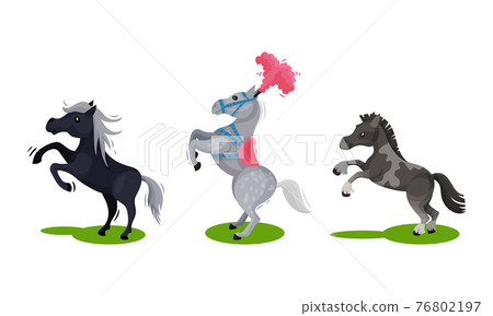 Horse with Crest Standing on Hind Legs Vector Set. Horse with Crest Standing on Hind Legs Vector Set. 76802197