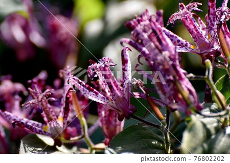 Red-purple hototogisu flowers blooming in Mitaka Nakahara 76802202