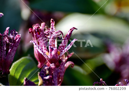 紅紫色的hototogisu花盛開在三鷹中原 76802209