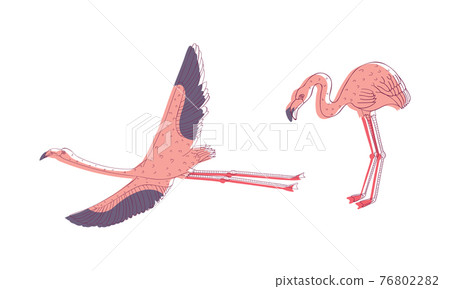 Pink Flamingo Bird with Long Curved Neck and Legs in Different Poses Vector Set Pink Flamingo Bird with Long Curved Neck and Legs in Different Poses Vector Set 76802282