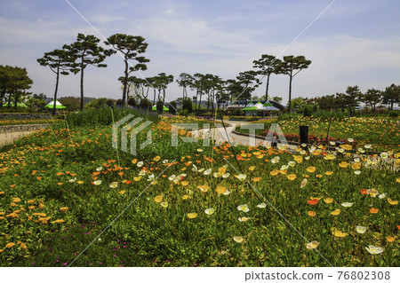 Flower field at Hampyeong Butterfly Festival 76802308