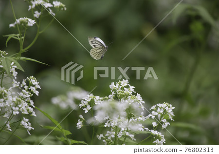 白菜白蝴蝶尋找白花 76802313