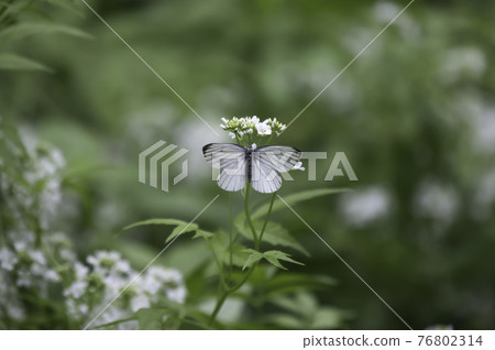White cabbage white butterfly looking for white flower 76802314