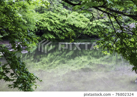 The green of Dosolcheon at Baekyangsa Temple in Jangseong 76802324