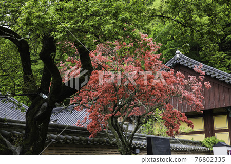 Yeongsanhong of Baekyangsa Temple in Jangseong Yeongsanhong of Baekyangsa Temple in Jangseong 76802335