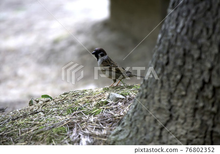 在森林裡發現一隻孤獨的麻雀 76802352