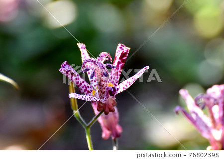 紅紫色的hototogisu花盛開在三鷹中原 紅紫色的hototogisu花盛開在三鷹中原 76802398