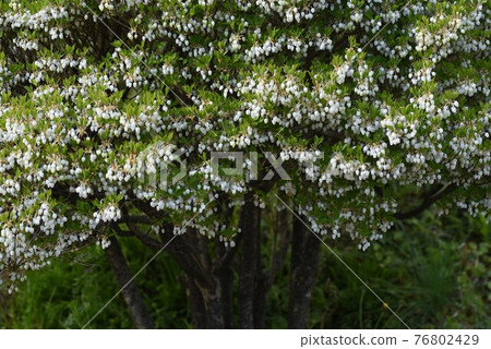 Dudedzia花 Dudedzia花 76802429