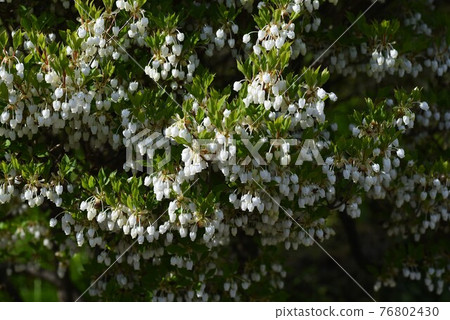 Dudedzia flower 76802430