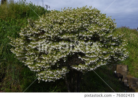 Dudedzia flower Dudedzia flower 76802435