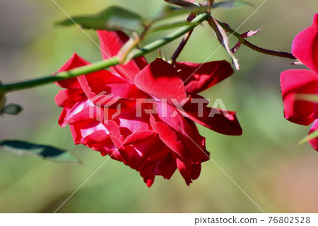 Red roses (progenitor hybrid Sempa Florence) blooming in the botanical garden of Jindaiji Motomachi, Chofu City Red roses (progenitor hybrid Sempa Florence) blooming in the botanical garden of Jindaiji Motomachi, Chofu City 76802528