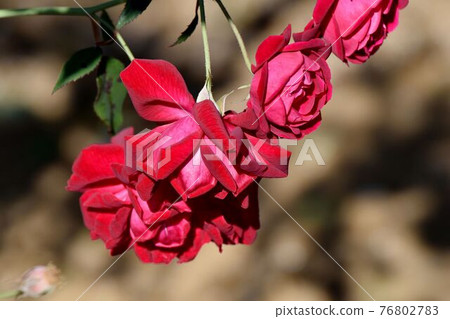 Red roses (progenitor hybrid Sempa Florence) blooming in the botanical garden of Jindaiji Motomachi, Chofu City 76802783