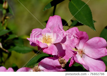 調布市神大寺元町植物園盛開的粉紅玫瑰（原種雜交薔薇） 76802786