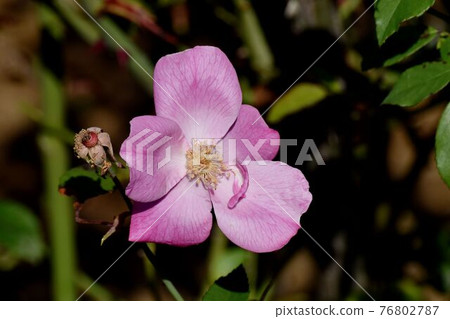 調布市神大寺元町植物園盛開的粉紅玫瑰（始祖雜交單粉紅中國）花 76802787