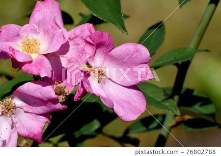 調布市神大寺元町植物園盛開的粉紅玫瑰（原種雜交薔薇） 76802788