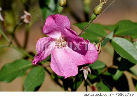 調布市神大寺元町植物園盛開的粉紅玫瑰（原種雜交薔薇） 76802789