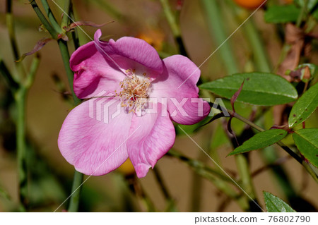調布市神大寺元町植物園盛開的粉紅玫瑰（原種雜交薔薇） 76802790