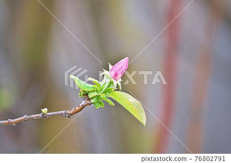 粉紅色的卡琳花 76802791