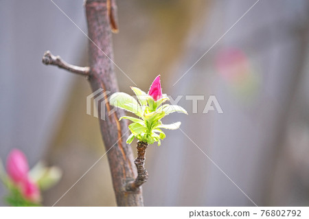 粉紅色的卡琳花 76802792