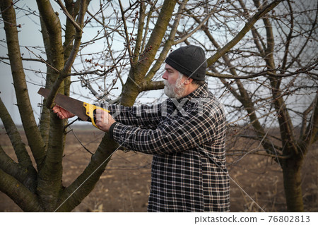 Farmer pruning fruit tree 76802813