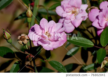 Pink roses (progenitor hybrid Rosa Kinensis minimala) blooming in the botanical garden of Jindaiji Motomachi, Chofu City Pink roses (progenitor hybrid Rosa Kinensis minimala) blooming in the botanical garden of Jindaiji Motomachi, Chofu City 76802841