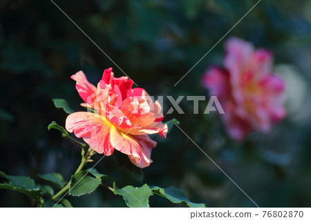 花的女王 76802870