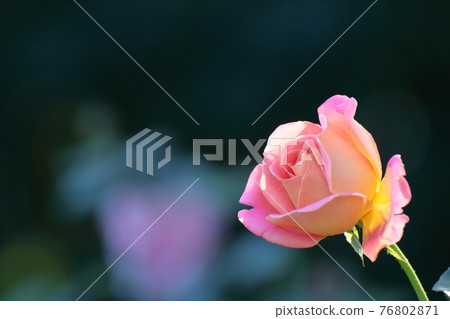 花的女王 76802871