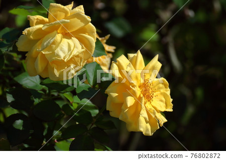 花的女王 花的女王 76802872