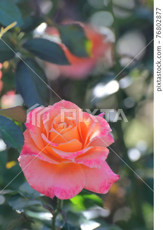 Queen of flowers Queen of flowers 76802877