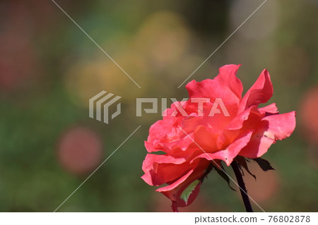 Queen of flowers Queen of flowers 76802878